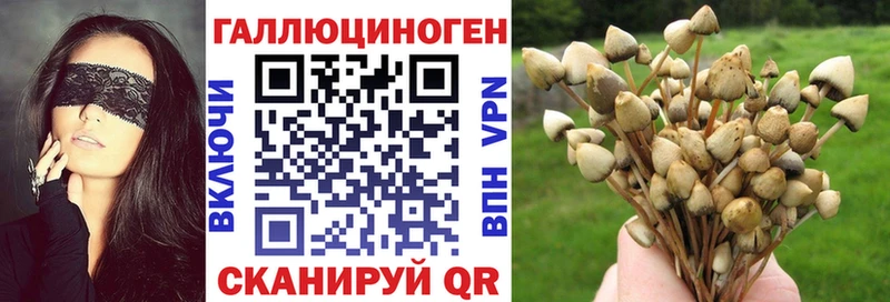 Псилоцибиновые грибы Psilocybine cubensis  Полярный 